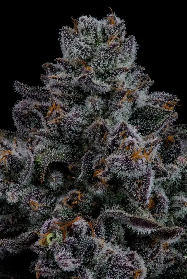 Seed Junky Genetics- Magic Marker x Wild Cherry x10 Fem