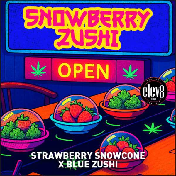 Elev8 Seeds - Snowberry Zushi x3 Fem