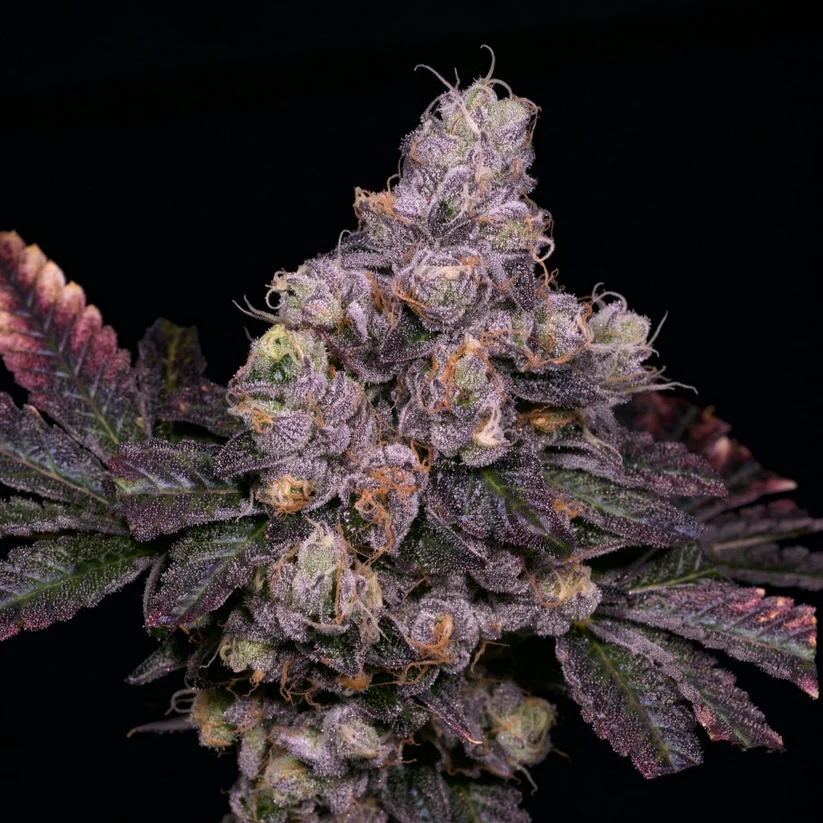 Archive Seedbank – Zsunami x12 Reg