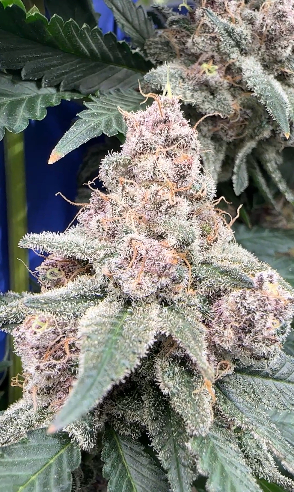 Blockhead Buds - Blue Berrymore: (Blockberry X Blueberry Sugar) x6 Fem