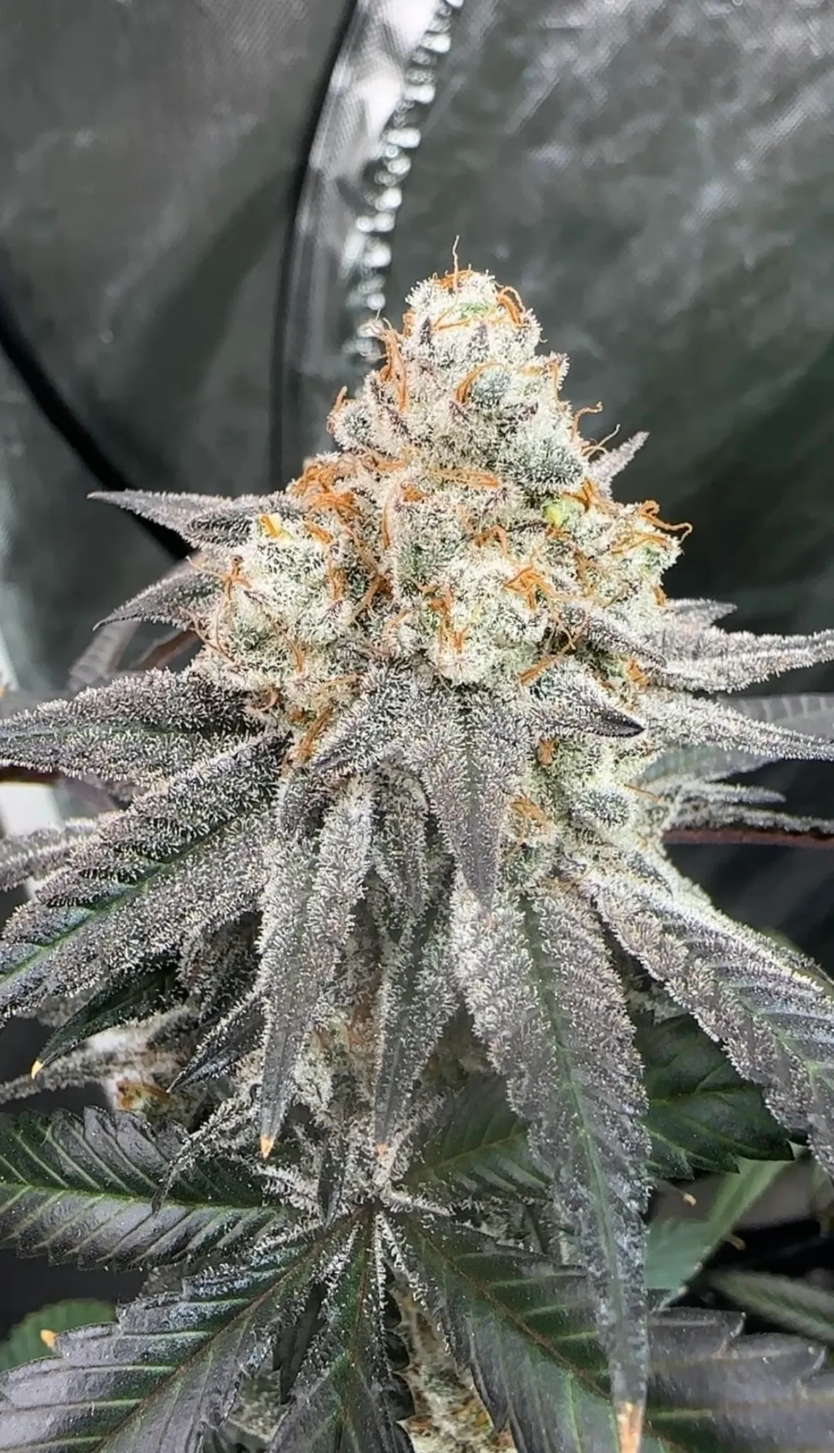 Blockhead Buds - Dantes Inferno X Blueberry Sugar x6 Fem