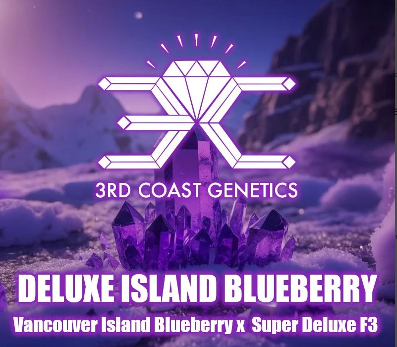 3rd Coast Genetics – Deluxe Island Blueberry  x10 Regular
