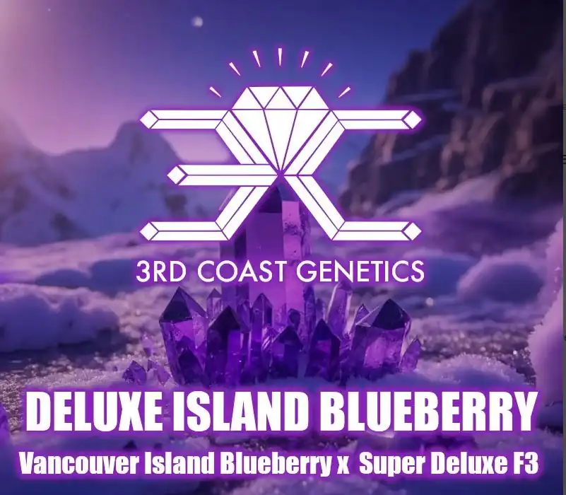 3rd Coast Genetics - Deluxe Island Blueberry  x10 Regular