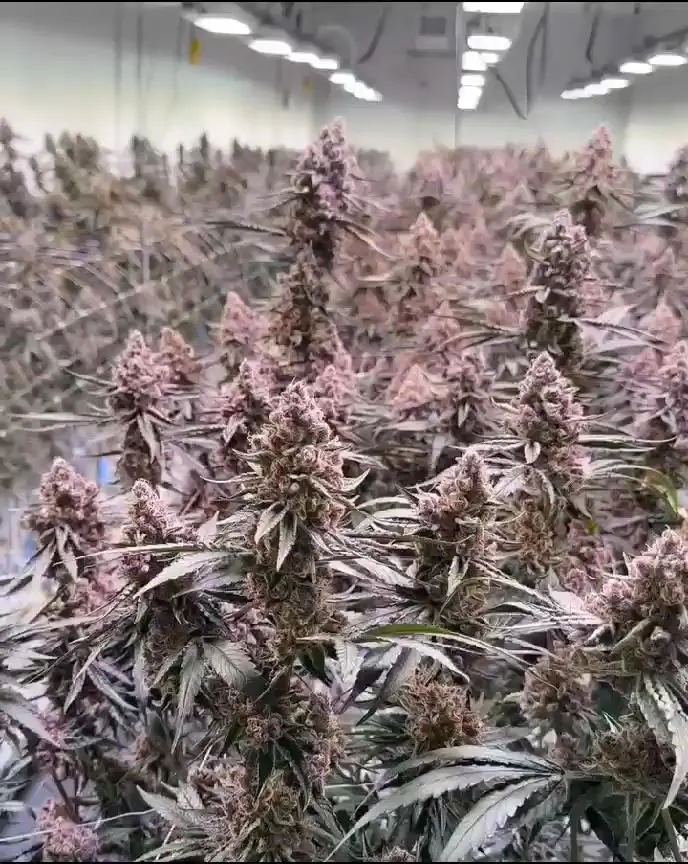 Blockhead Buds - Halle Berry 2.0 (Ice Cream Cake X Blockberry #7) x10 Reg