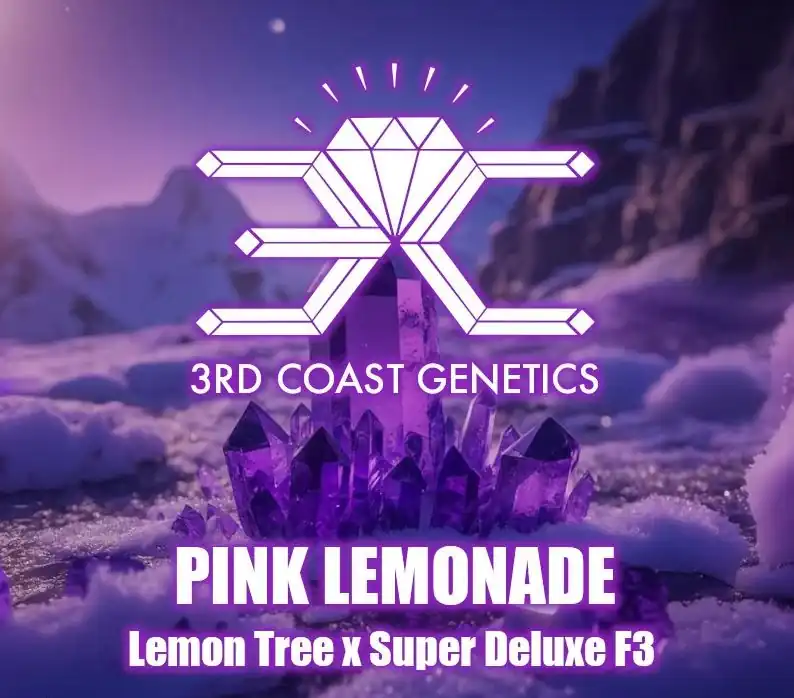 3rd Coast Genetics - Pink Lemonade x10 Regular