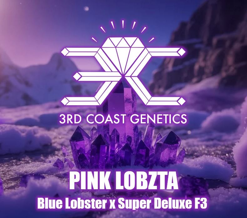 3rd Coast Genetics – Pink Lemonade  x10 Regular