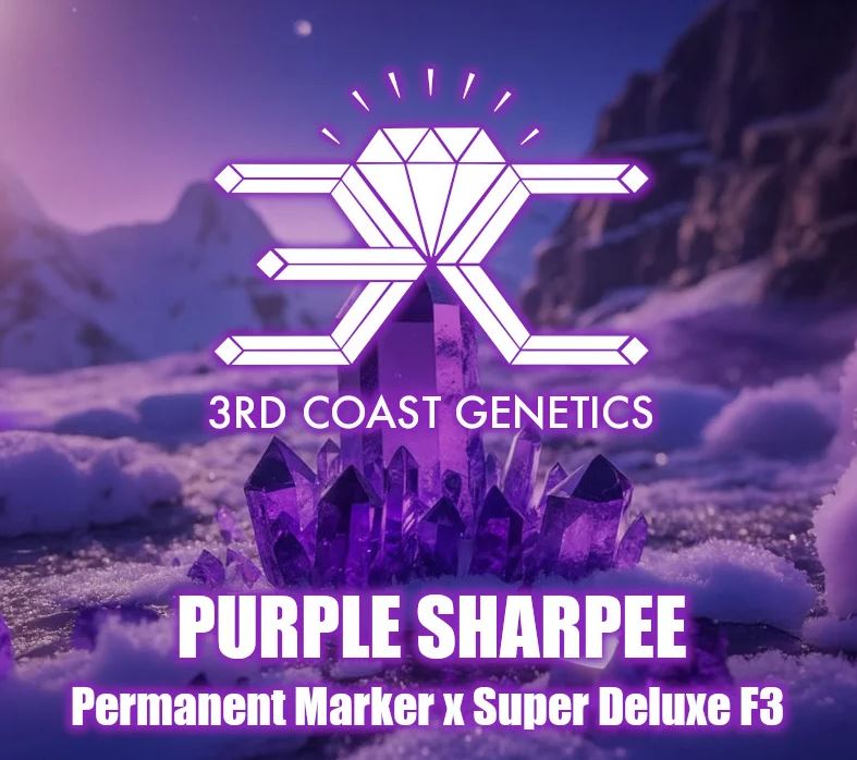 3rd Coast Genetics – Purple Sharpee  x10 Regular
