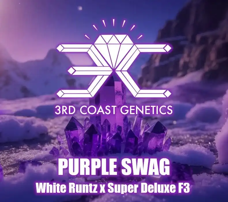 3rd Coast Genetics - Purple Swag x10 Regular