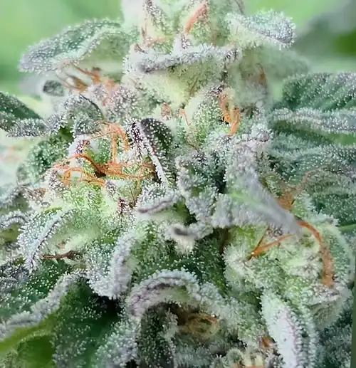 Happy Dreams Genetics - Cranberry Z-bomb x6 Fem