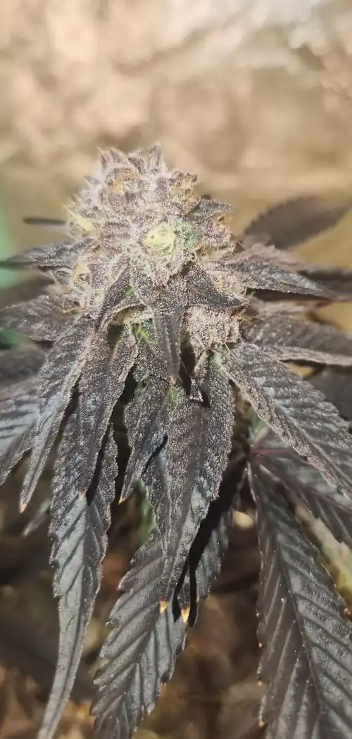Happy Dreams Genetics - Grape Gelly Zkittles  x6 Fem