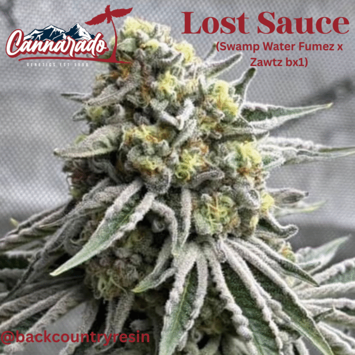 Cannarado – Lost Sauce x10 Reg