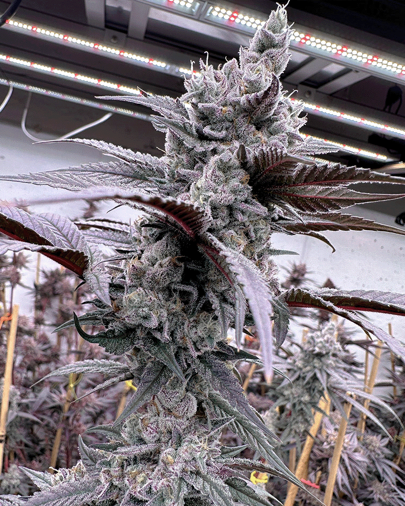 Solfire Gardens – Lung Buster x6 Fem