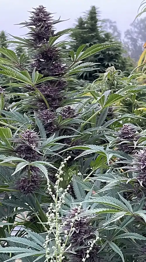 Happy Dreams Genetics -  Apricot Tropicanna  x10 Reg