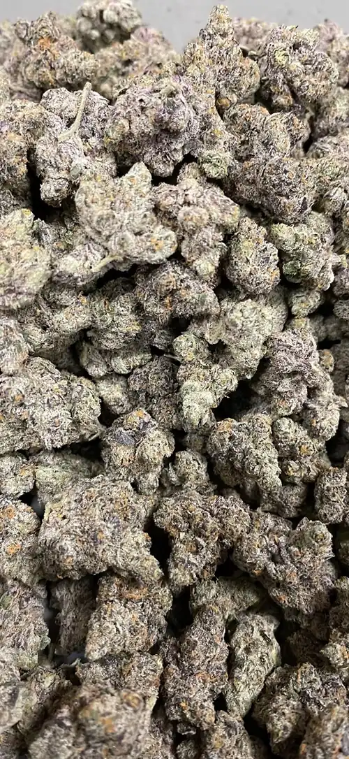 Happy Dreams Genetics - Candied Grapefruit x10 Reg