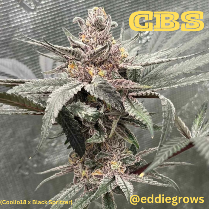 Cannarado – CBS x6 Fem ( Colaboracion Capulator )