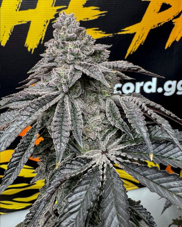 Solfire Gardens – Dirty Water x 6 Fem + Freebie