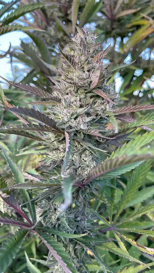 Happy Dreams Genetics - Egyptian Papaya x6 Fem
