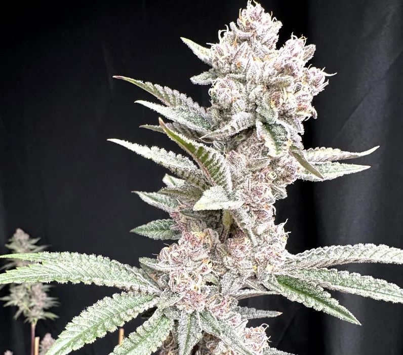 Solfire Gardens – Funk In Tha Trunk x6 Fem