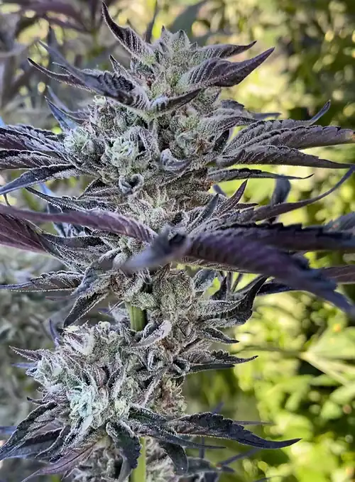 Happy Dreams Genetics -  Garlic Cream Cheese x10 Reg