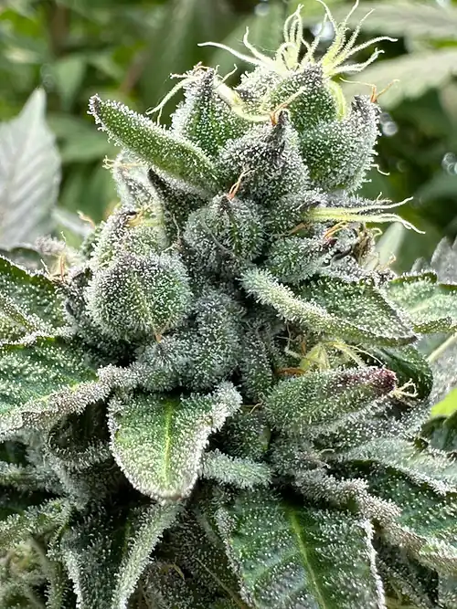 Happy Dreams Genetics – Grape Zushi x6 Fem