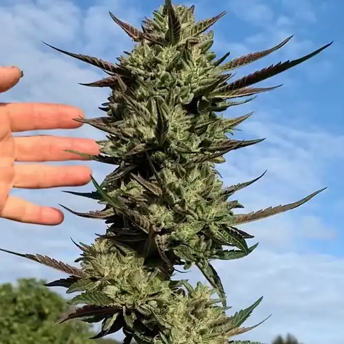 Happy Dreams Genetics -  Hi-Octane Og  x10 Reg