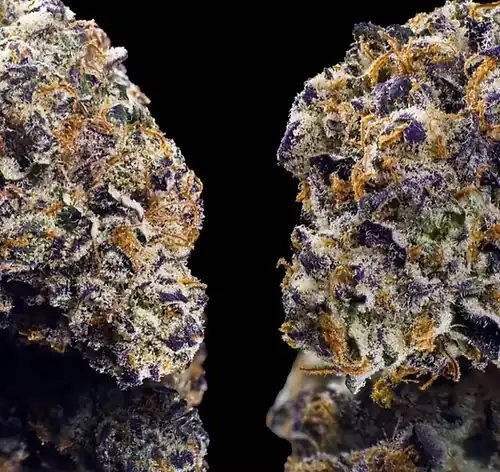 Happy Dreams Genetics - Key Lime Jack x10 Reg