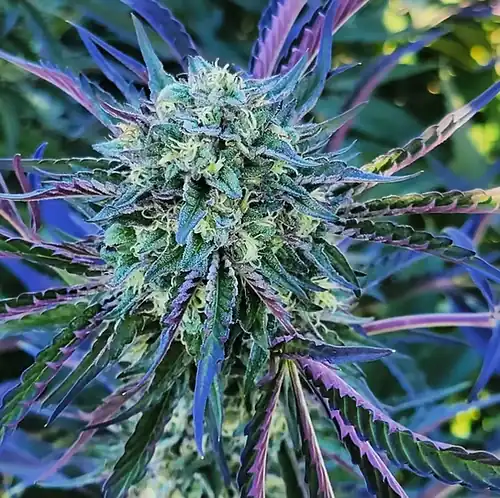 Happy Dreams Genetics -  Miracle Mimosa x10 Reg