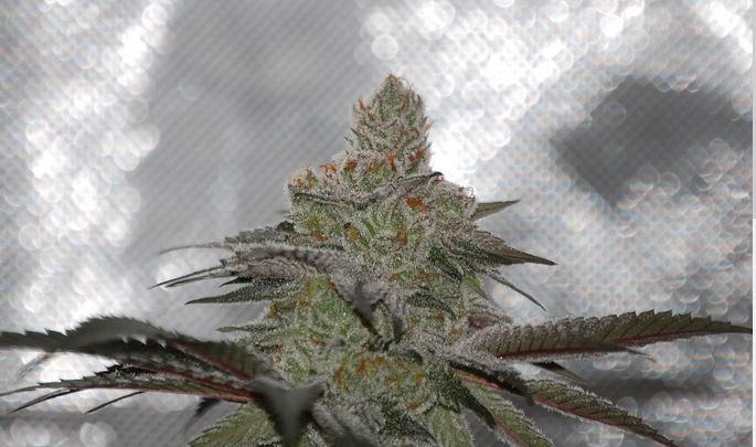 Solfire Gardens – Pasture Bedtime x6 Fem