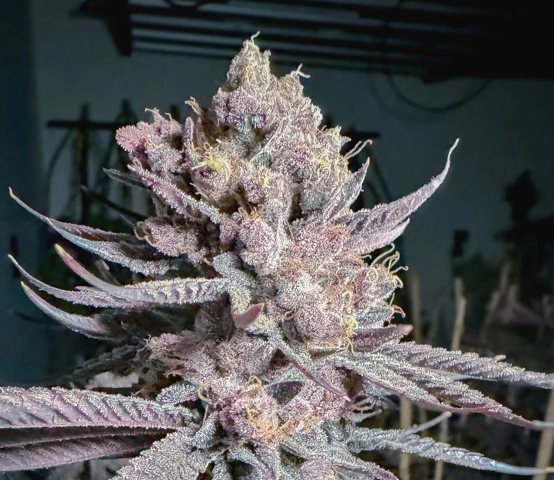 Solfire Gardens – Ripe x6 Fem + Freebie