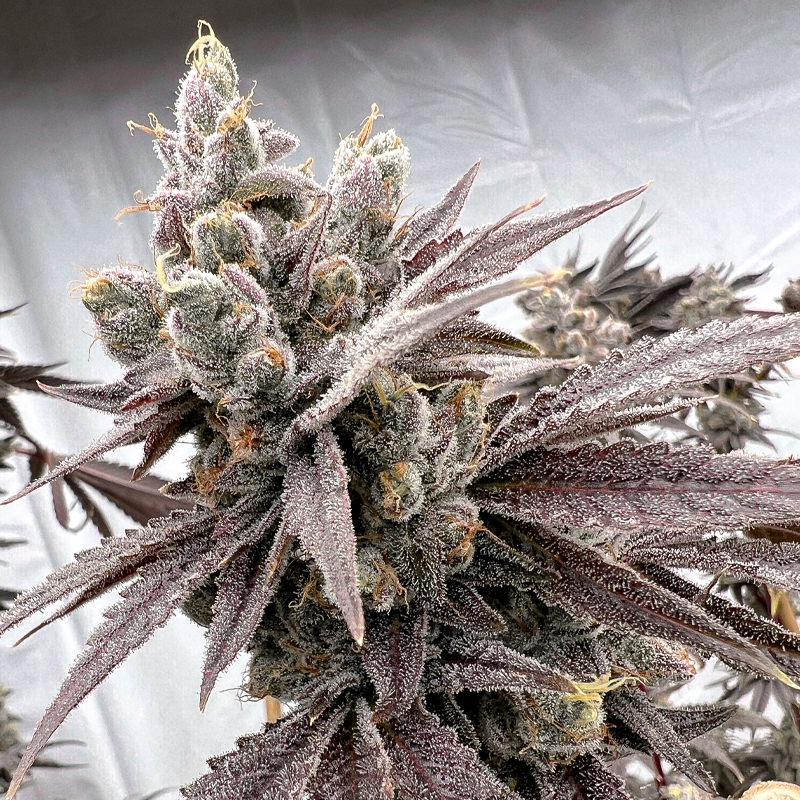 Solfire Gardens – Shot Caller x6 Fem + Freebie