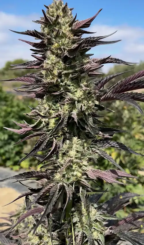 Happy Dreams Genetics - Triangle GMO x6 Fem