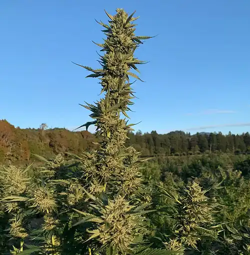 Happy Dreams Genetics -  Triple OG  x10 Reg