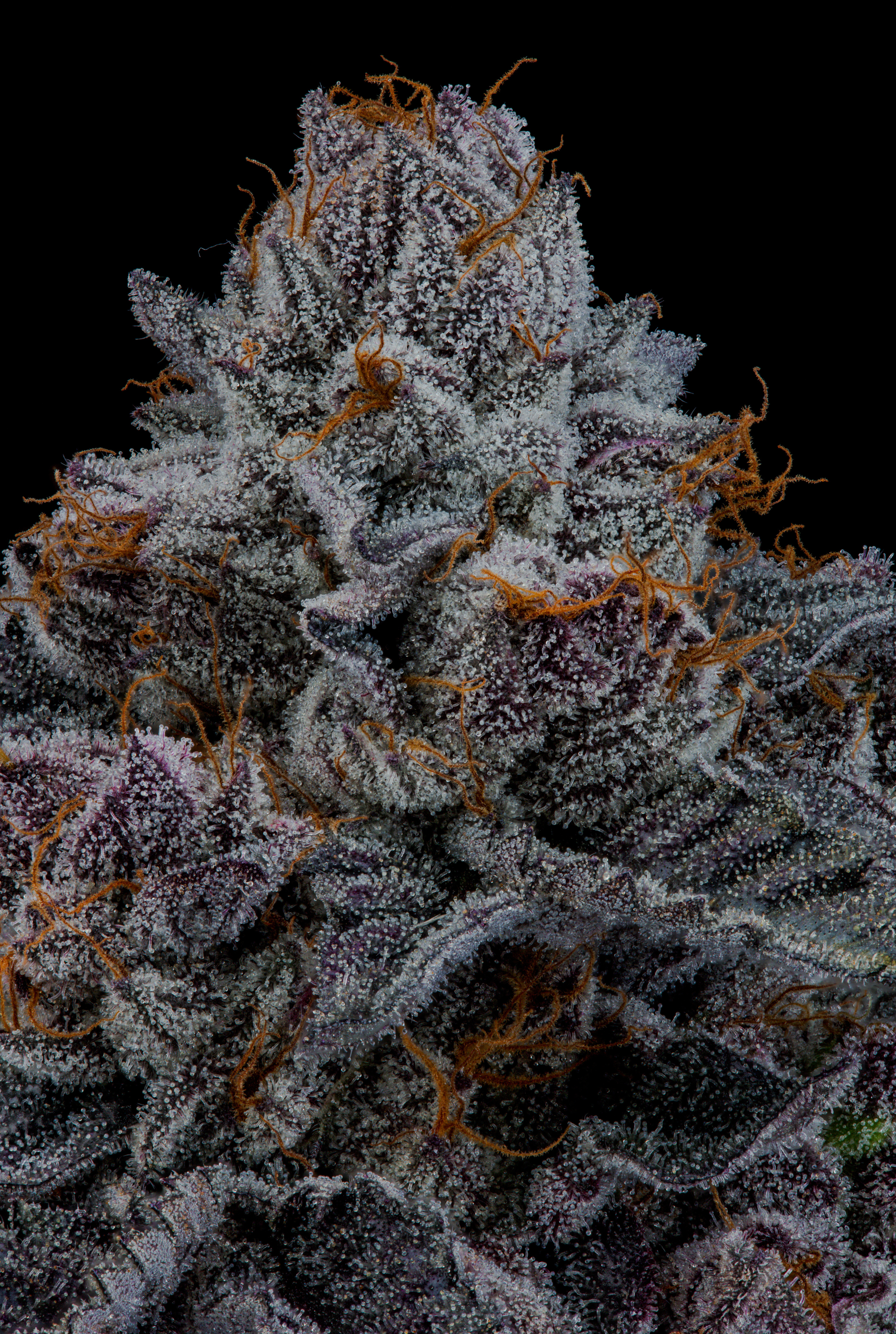 Seedjunky Genetics – Apple Straws x10 Fem