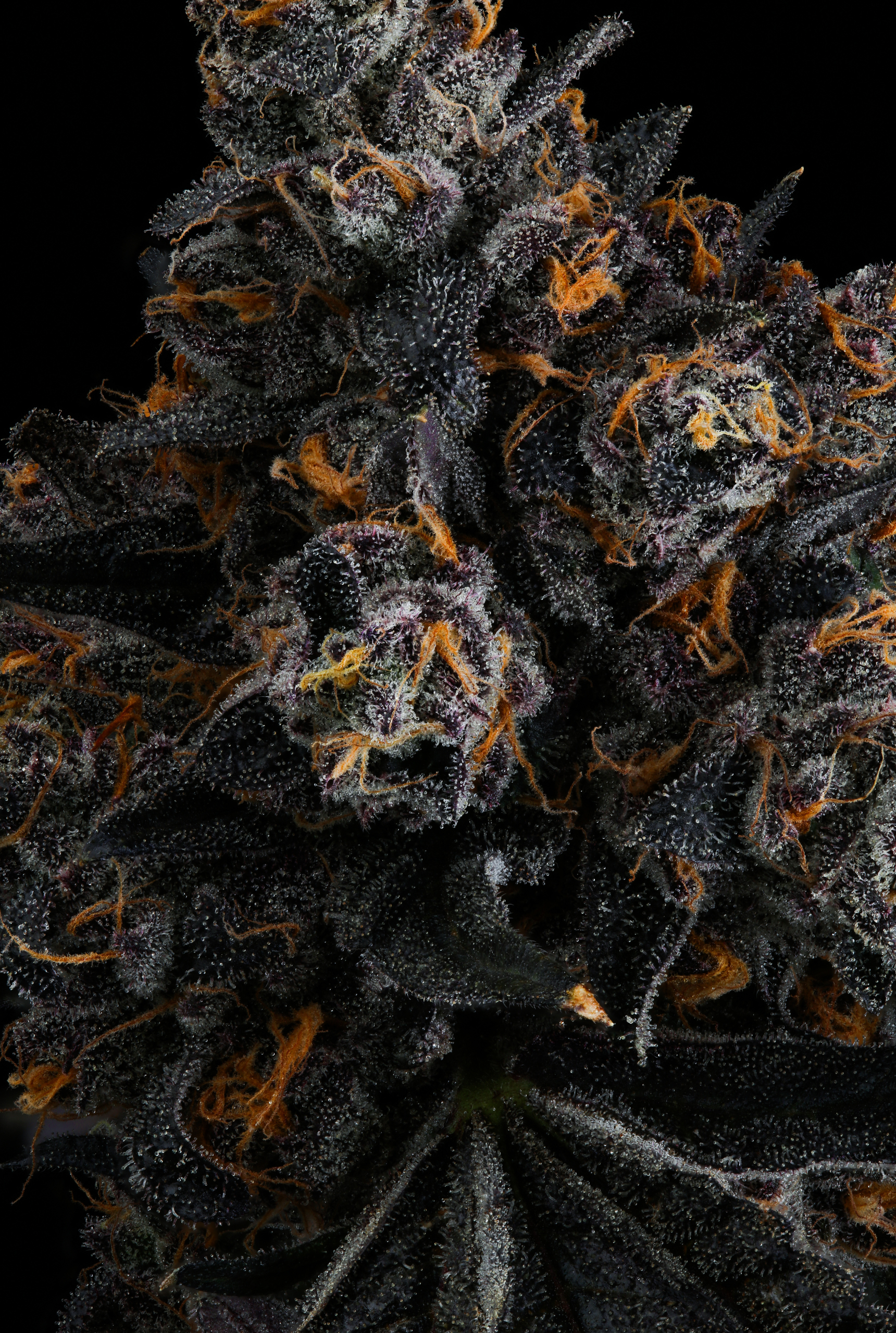 Seedjunky Genetics – Red Sorbet x10 Fem