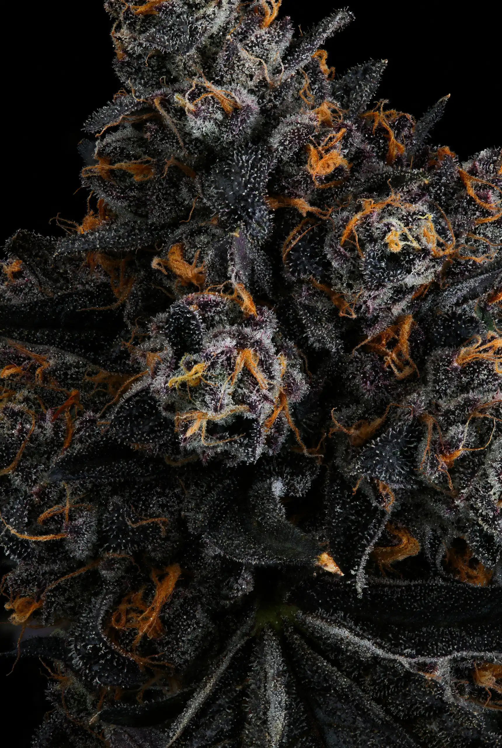 Seedjunky Genetics – Red Sorbet x10 Fem