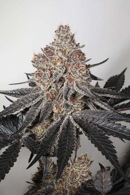3rd Coast Genetics – Pure Michigan x10 Reg