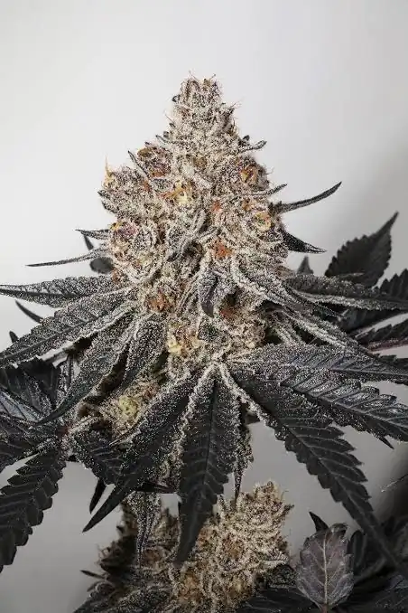 3rd Coast Genetics - Pure Michigan x10 Reg