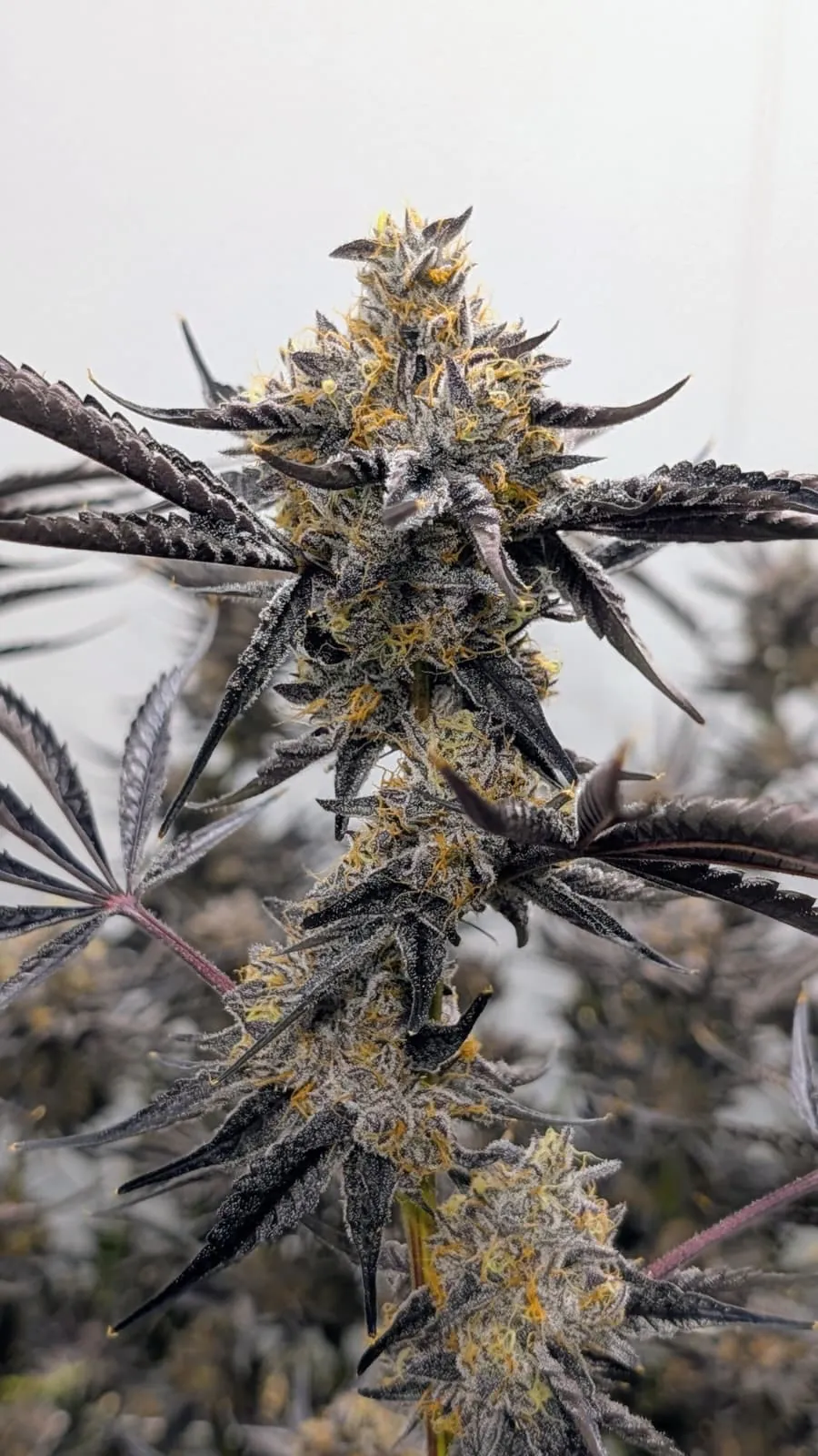 Umami Seeds - Kakashi x6 Fem