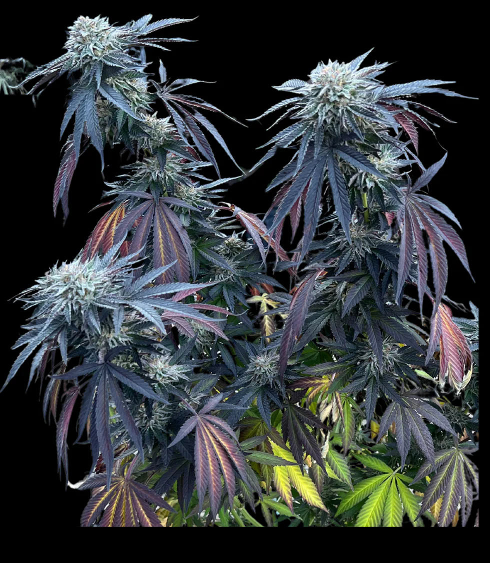 Umami Seeds - Sunset Limes x6 Fem