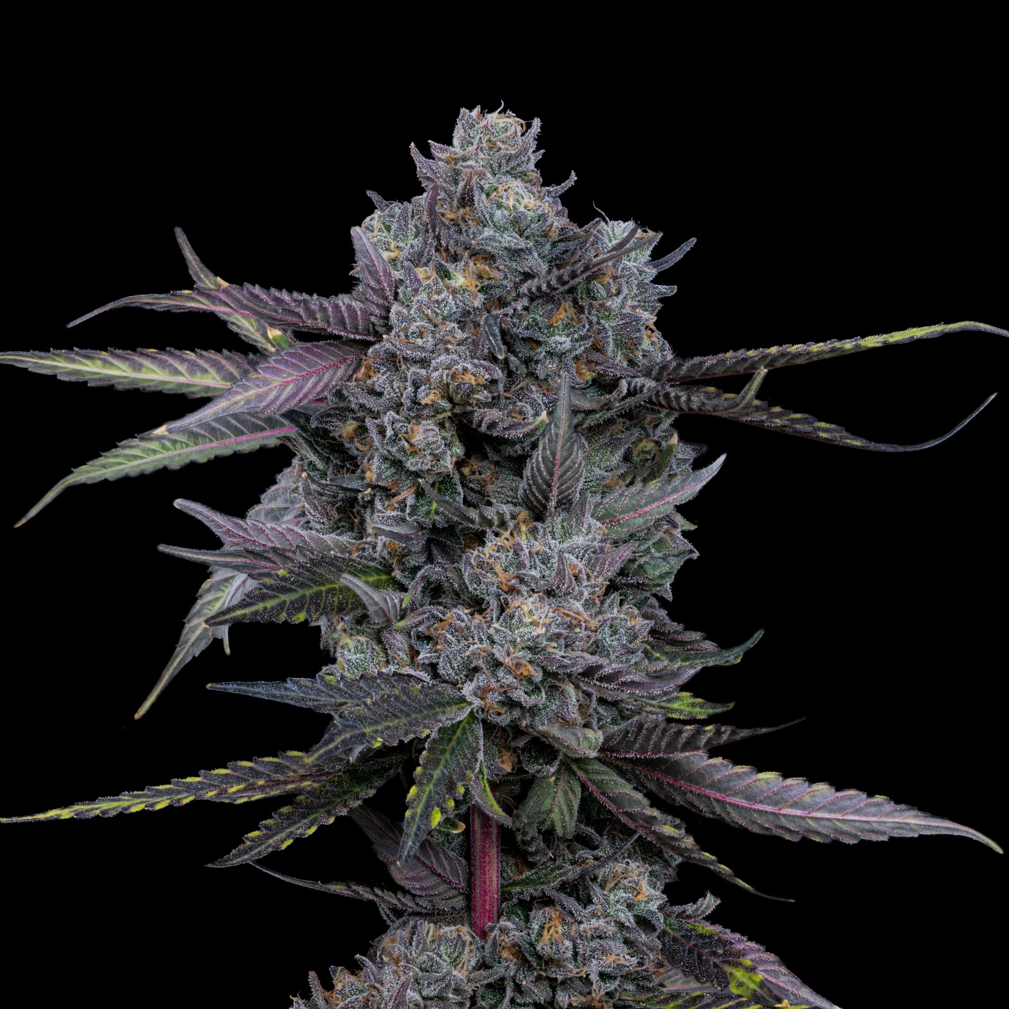Offensive Selections - Triple Beam x10 Fem + Freebie