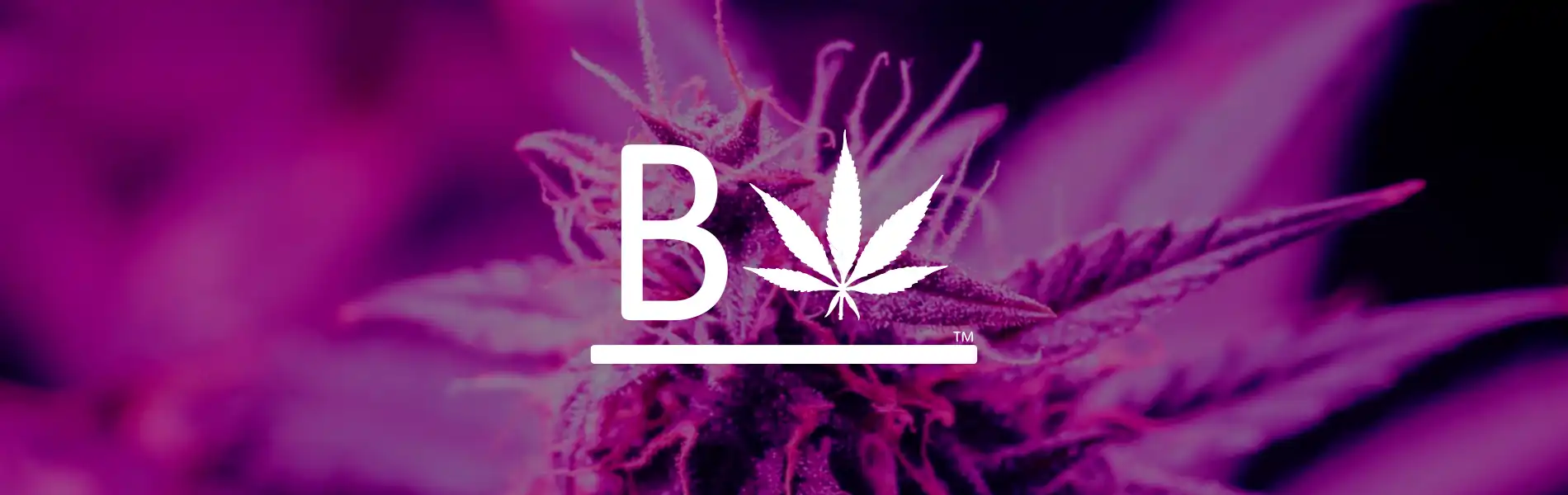 Beleaf Cannabis