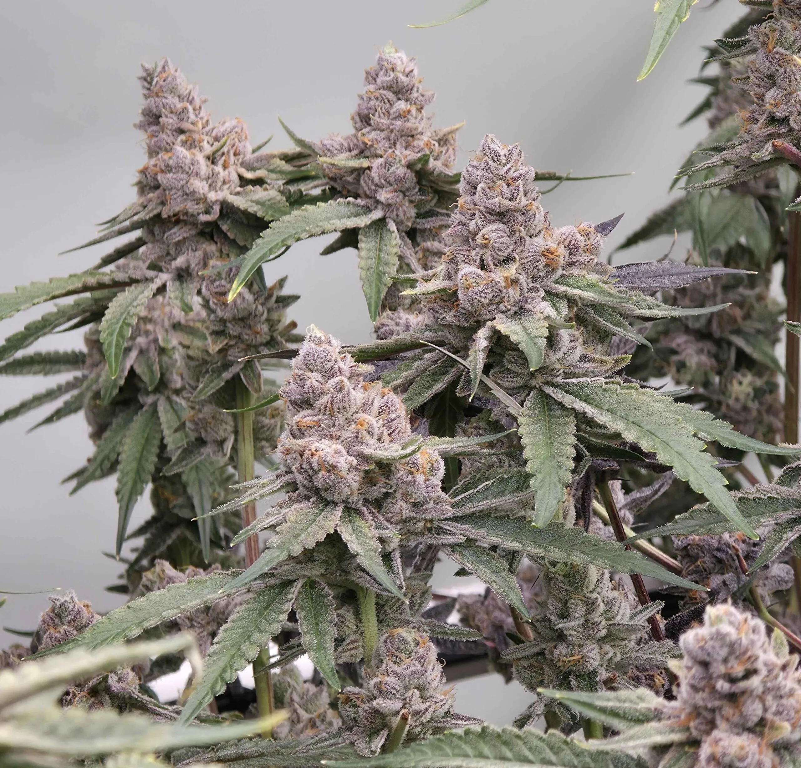 Umami Seeds - Cheetah Rita x6 Fem