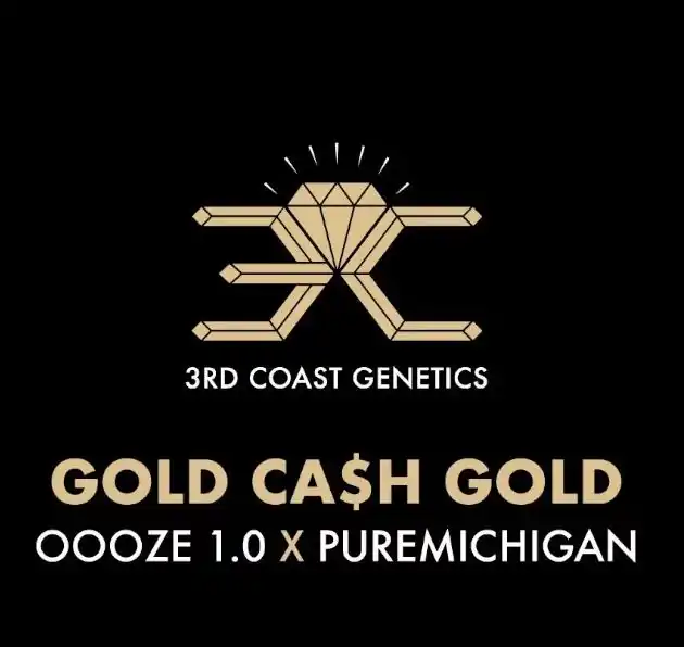 3rd Coast Genetics - Gold Cash Gold x10 Reg