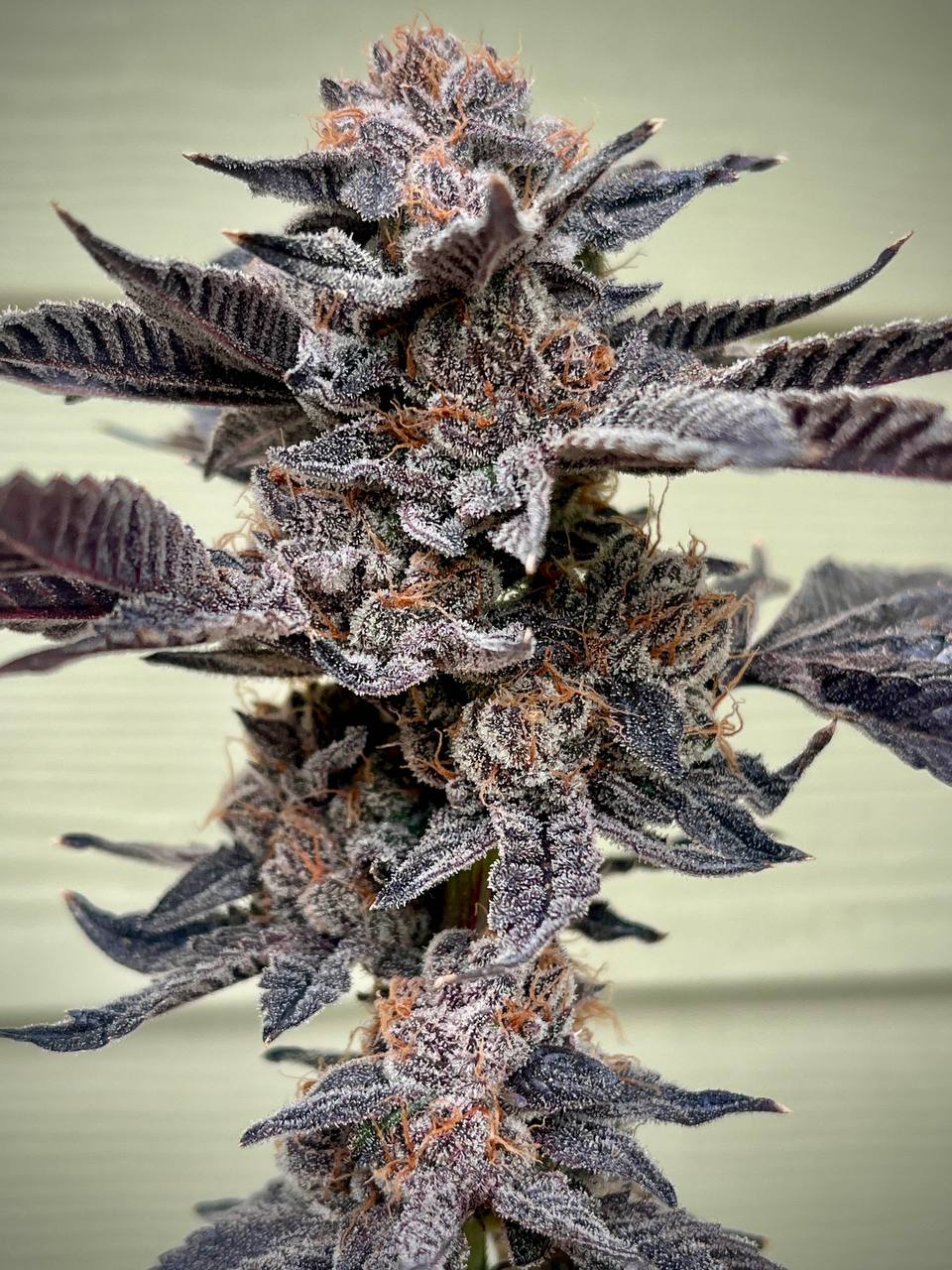Umami Seeds – Lemorang x6 Fem
