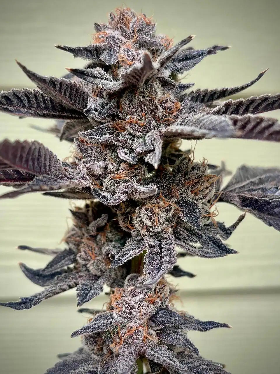 Umami Seeds - Lemorang x6 Fem