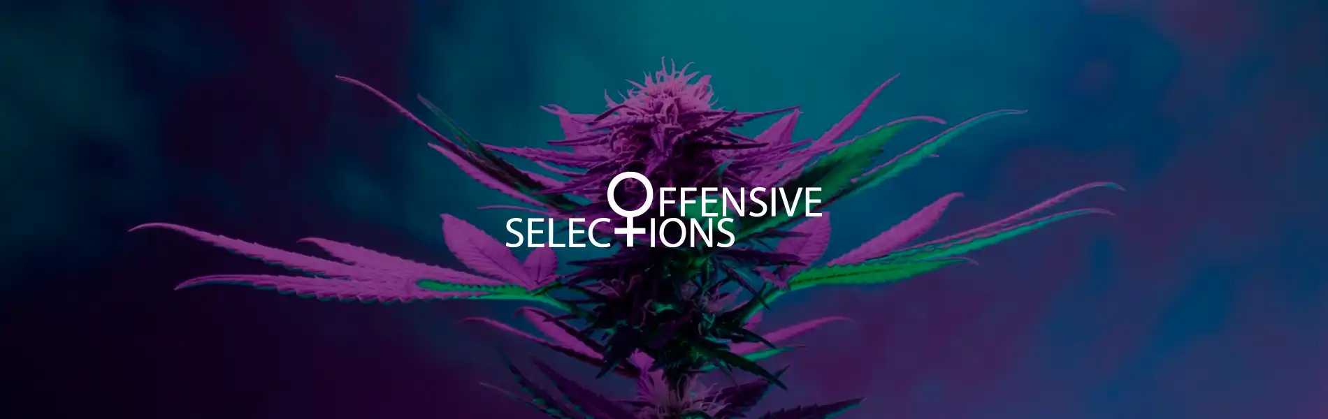 Offensive Selections