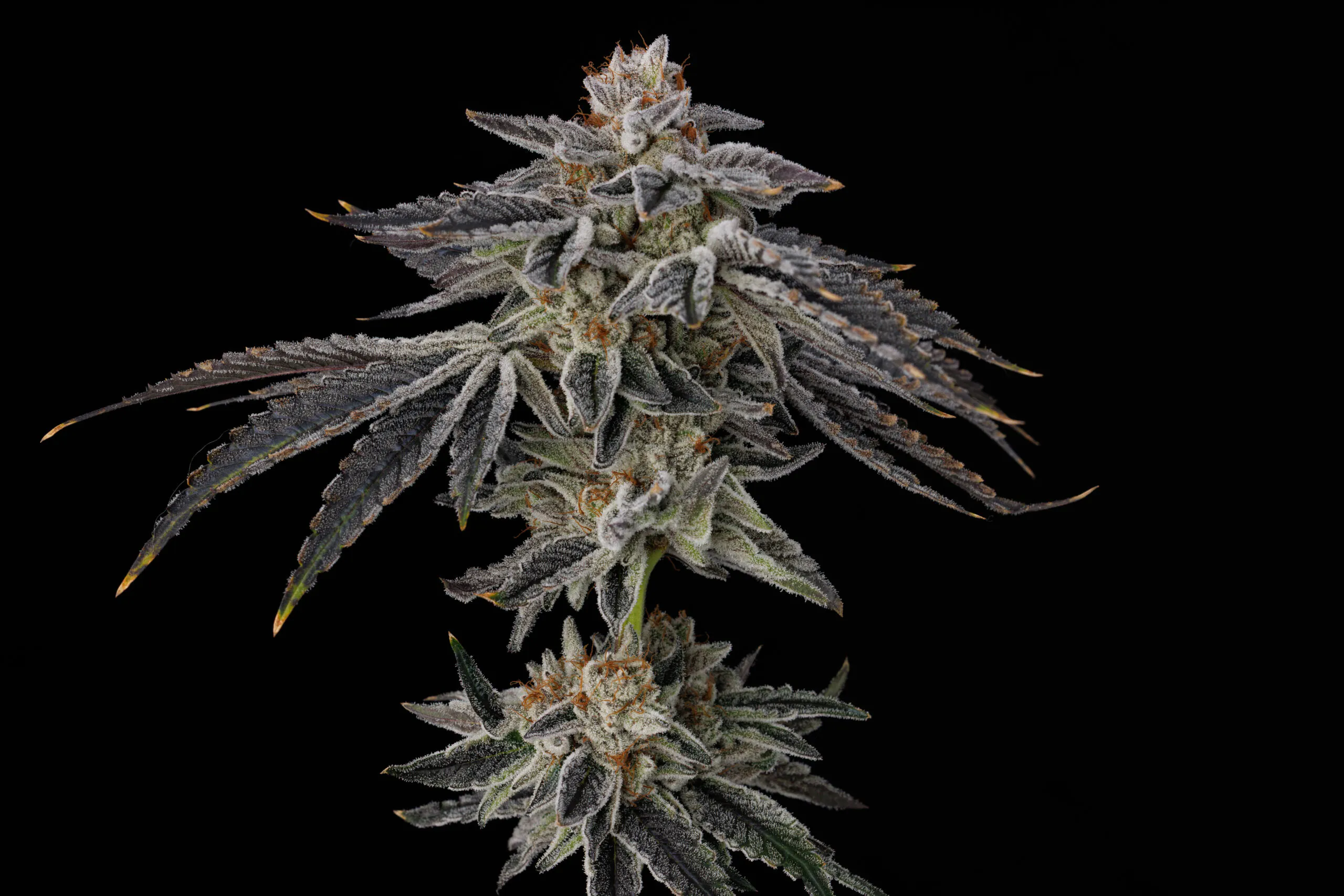 Umami Seeds - Purple Ink x6 Fem