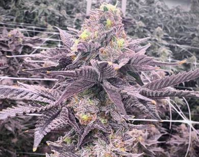 Offensive Selections – Rotten x10 Fem + Freebie