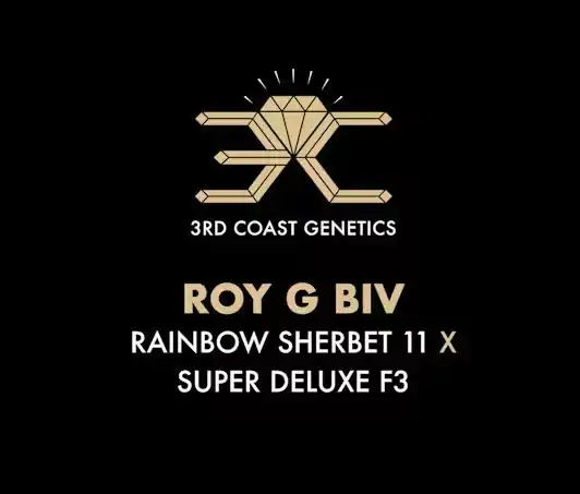 3rd Coast Genetics - Roy G Biv x10 Reg