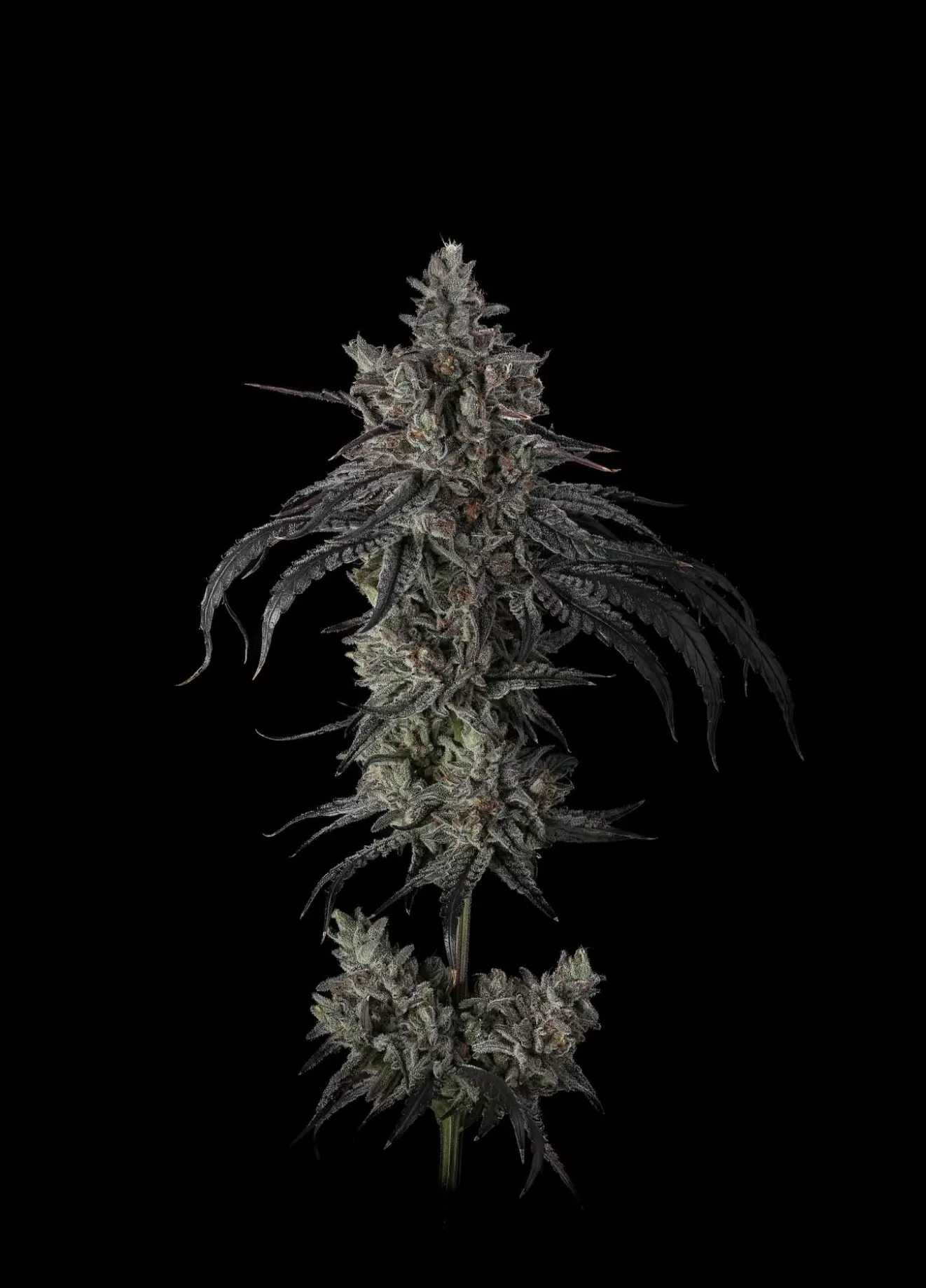 Umami Seeds - Zoda Bx1 x6 Fem